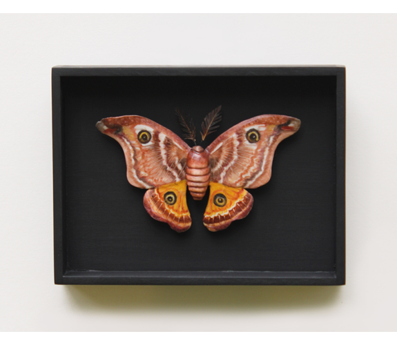 "Big Brown Moth" - Loralin Toney